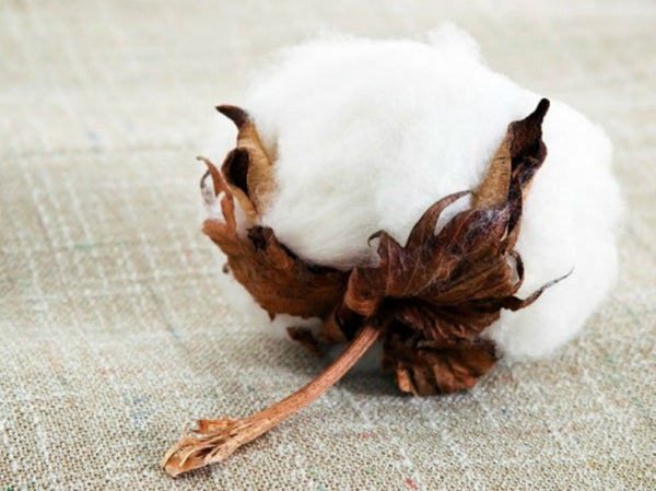 Peper Harow What Makes Organic Cotton So Good