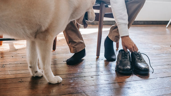 Why Dogs Eat Socks