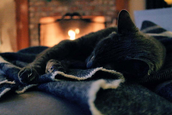 Cat laying on a blanket in front of a cosy fire