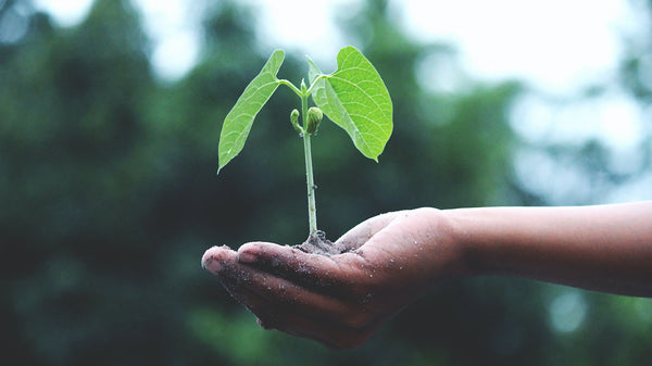 Person holding small plant in their hand