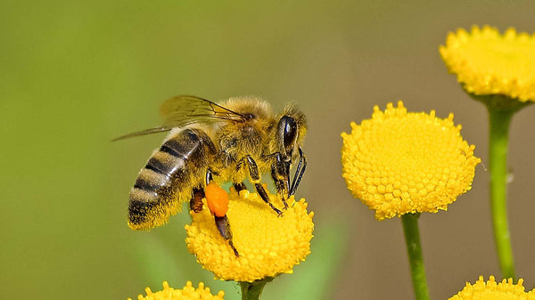 Bee sitting on a yellow flower