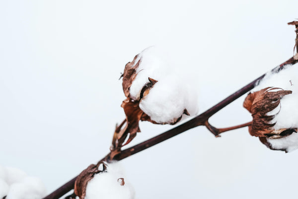 Organic September - The Benefits of Organic Cotton